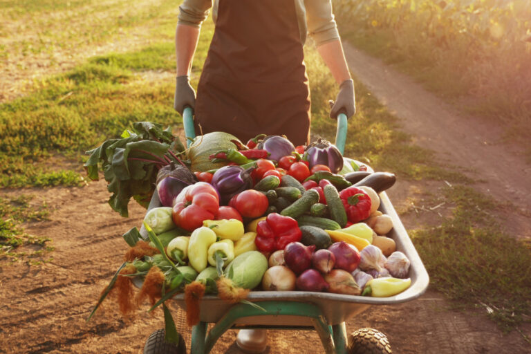 Il n’est pas trop tard : 9 légumes que vous devez planter dans votre potager cet automne pour avoir une récolte luxuriante