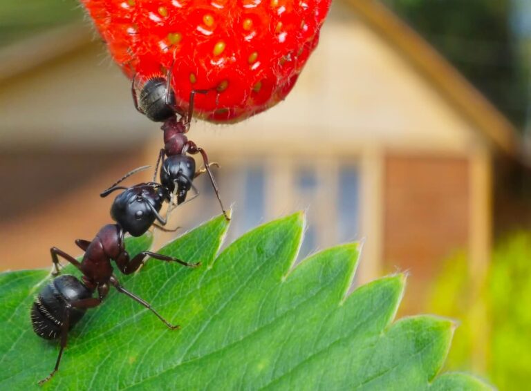 Comment se débarrasser naturellement des fourmis dans le jardin ?