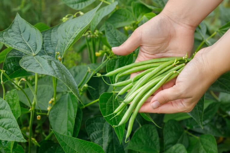 Quand planter les haricots verts au jardin ?