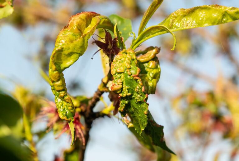 La cloque du pêcher ne sera pas dans votre jardin cet automne, du moins pas si vous appliquez cette astuce toute bête…
