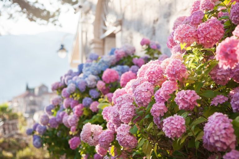 Comment prendre soin de vos hortensias en automne pour garantir une floraison spectaculaire