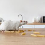 maison souris
