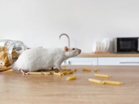 maison souris