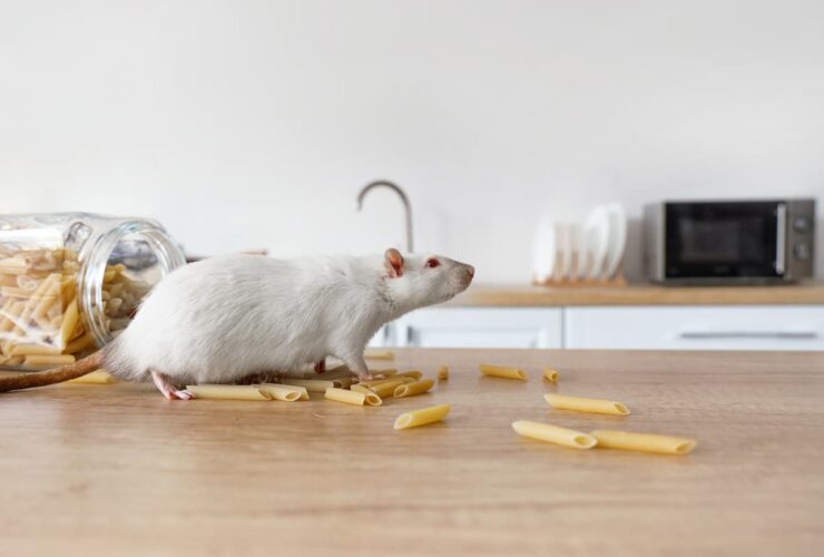 maison souris