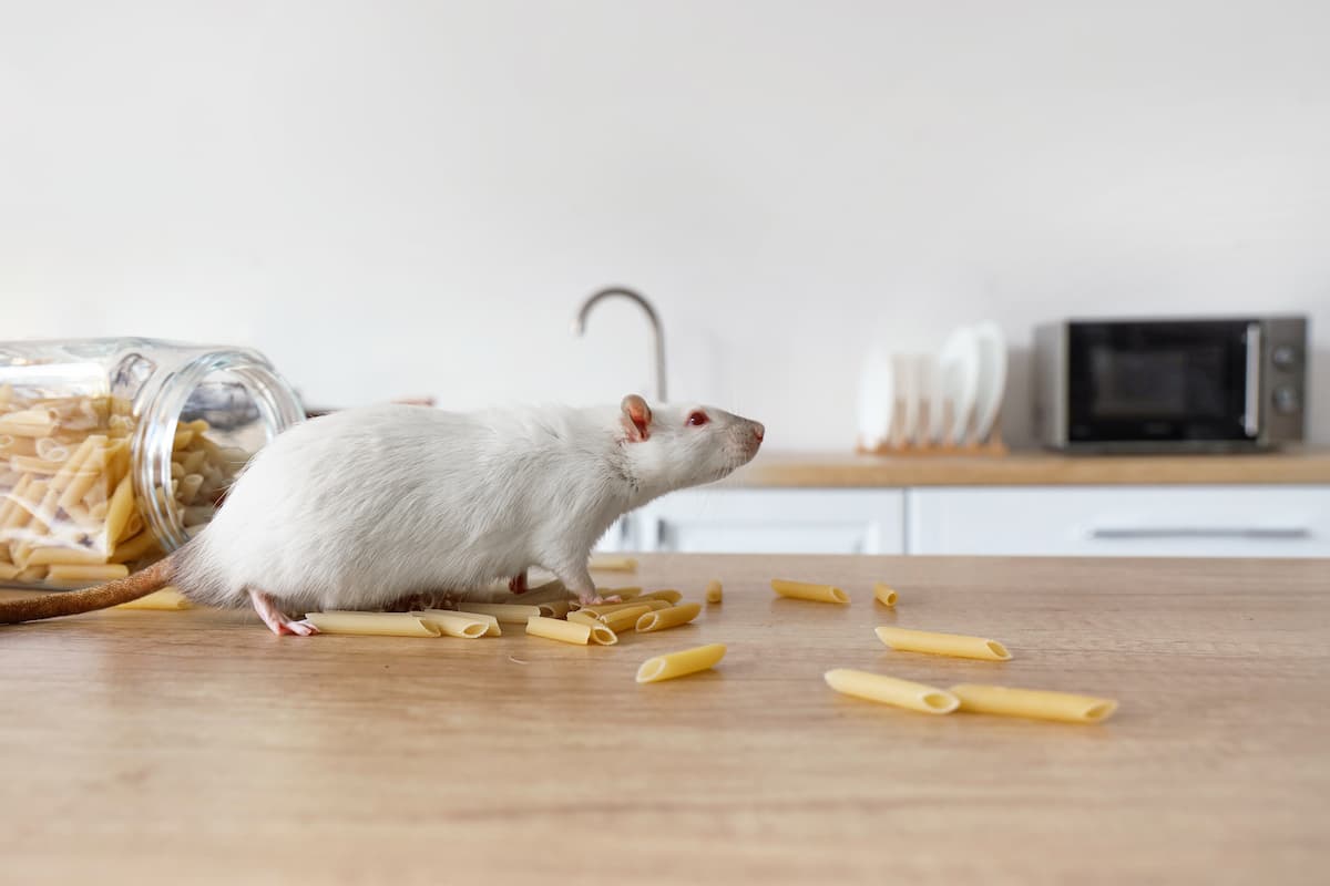 maison souris