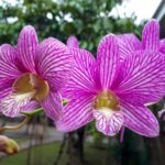 bouturer ses orchidees