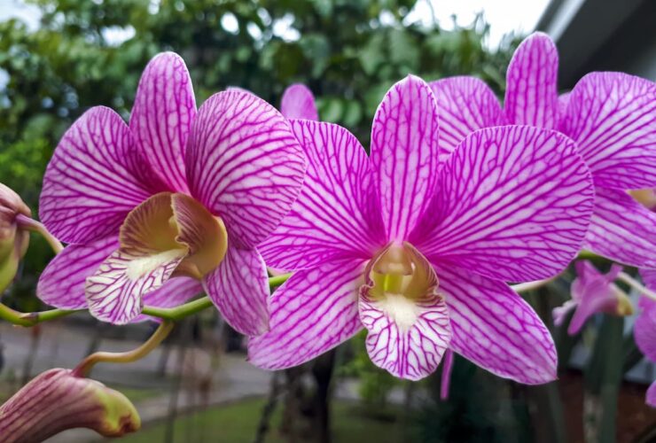 bouturer ses orchidees