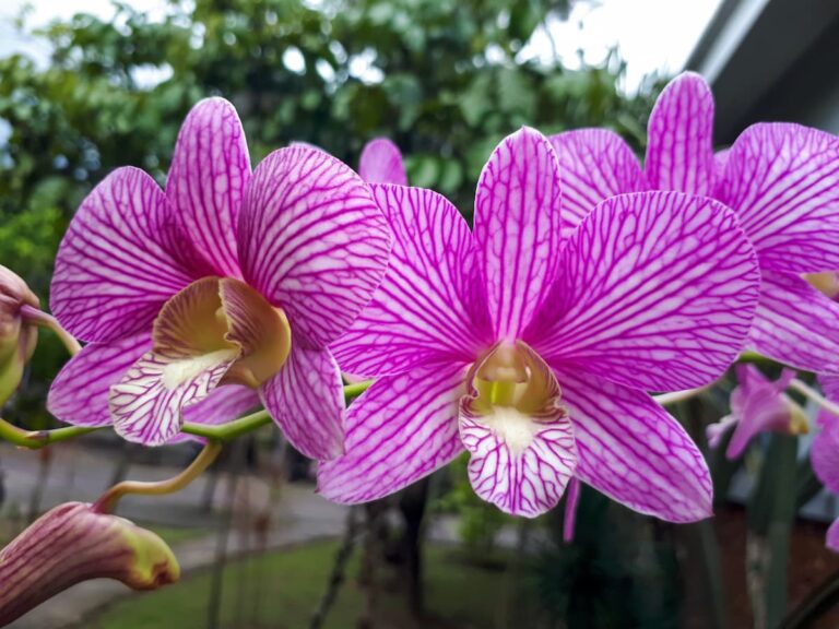 Bouturer ses orchidées : secrets d’une grand-mère passionnée