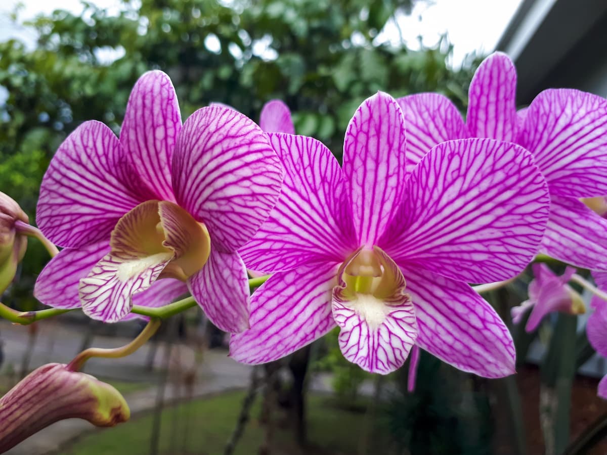 bouturer ses orchidees