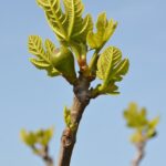 Figuier au jardin avant une taille légère