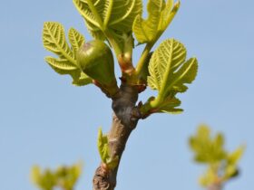 Figuier au jardin avant une taille légère