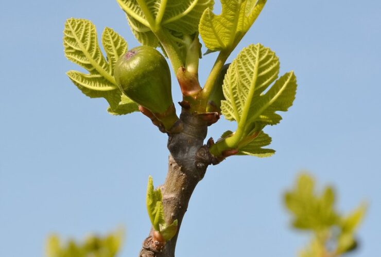Figuier au jardin avant une taille légère
