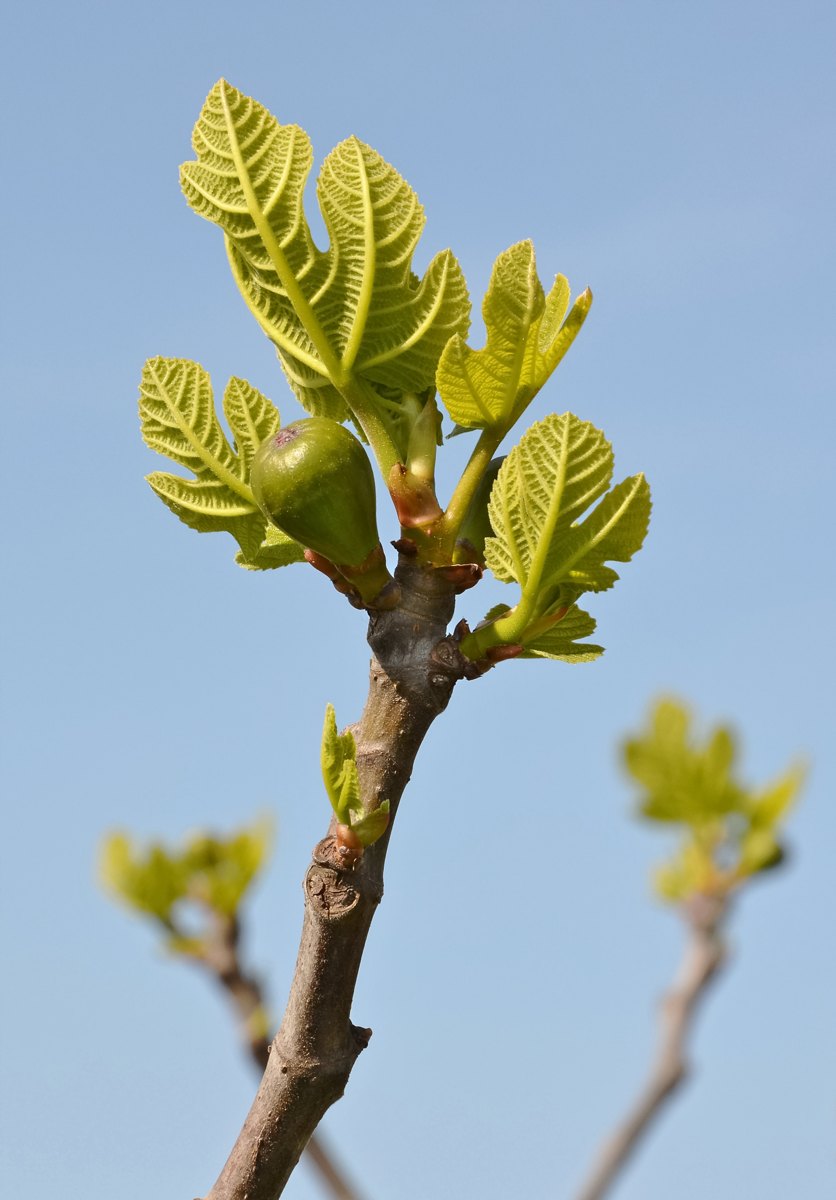 Figuier au jardin avant une taille légère