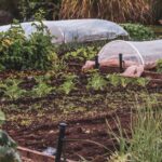 potager de printemps avec jeunes cultures sous abri