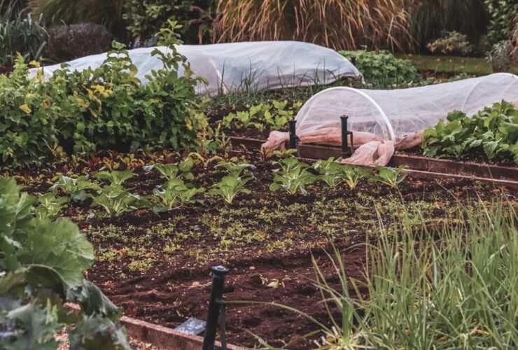 potager de printemps avec jeunes cultures sous abri
