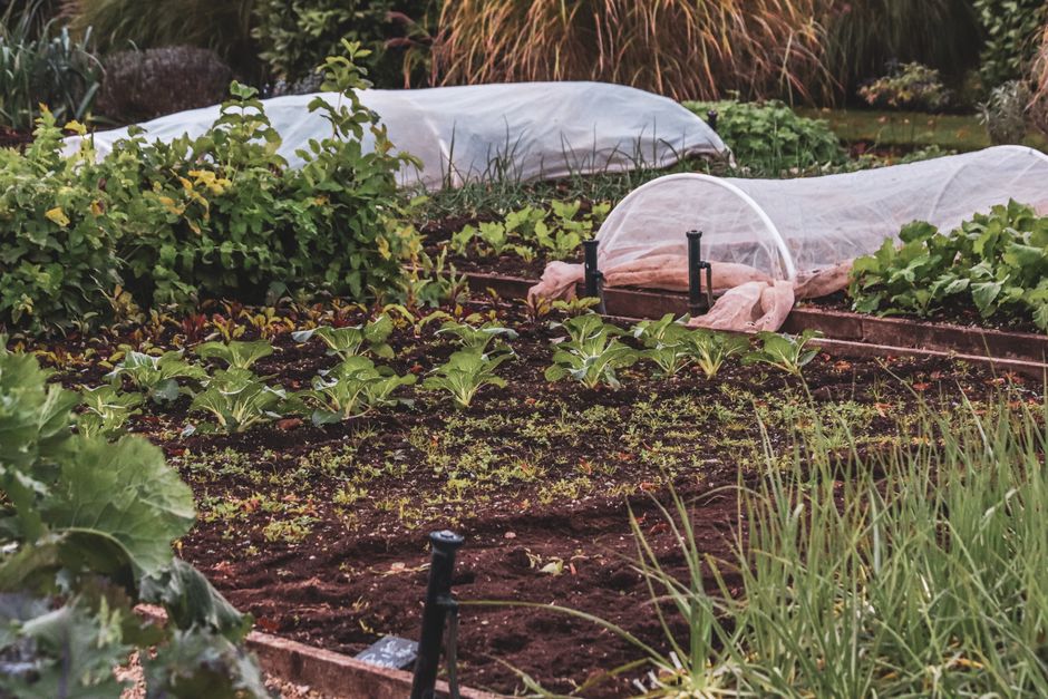 potager de printemps avec jeunes cultures sous abri