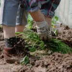 désherbage manuel dans un potager naturel