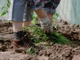 désherbage manuel dans un potager naturel