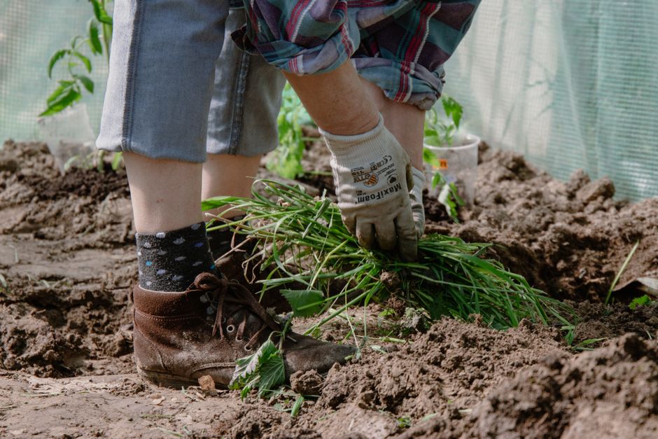désherbage manuel dans un potager naturel