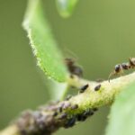 fourmis sur une plante au jardin bio
