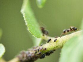 fourmis sur une plante au jardin bio
