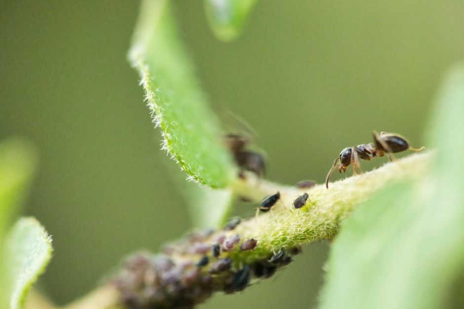 fourmis sur une plante au jardin bio