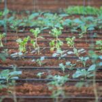 Calendrier du potager bio avec semis, plantations et récoltes mois par mois
