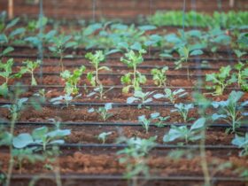 Calendrier du potager bio avec semis, plantations et récoltes mois par mois