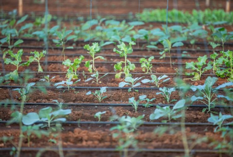 Calendrier du potager bio avec semis, plantations et récoltes mois par mois