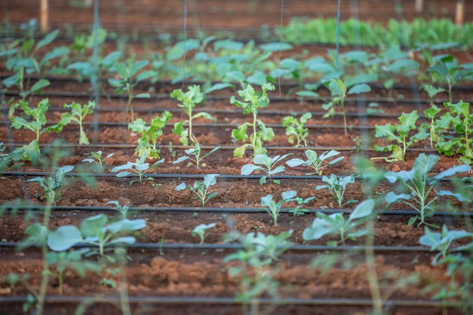 Calendrier du potager bio avec semis, plantations et récoltes mois par mois