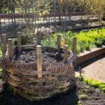 Compost mûr utilisé au jardin pour enrichir un potager bio