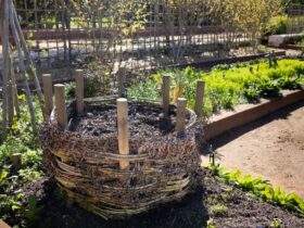 Compost mûr utilisé au jardin pour enrichir un potager bio