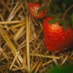 Paillage naturel au potager bio autour de jeunes légumes