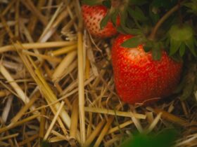 Paillage naturel au potager bio autour de jeunes légumes