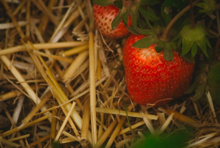 Paillage naturel au potager bio autour de jeunes légumes