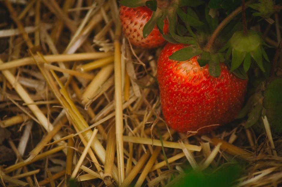 Paillage naturel au potager bio autour de jeunes légumes