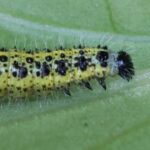 Chenille de piéride du chou sur une feuille de chou