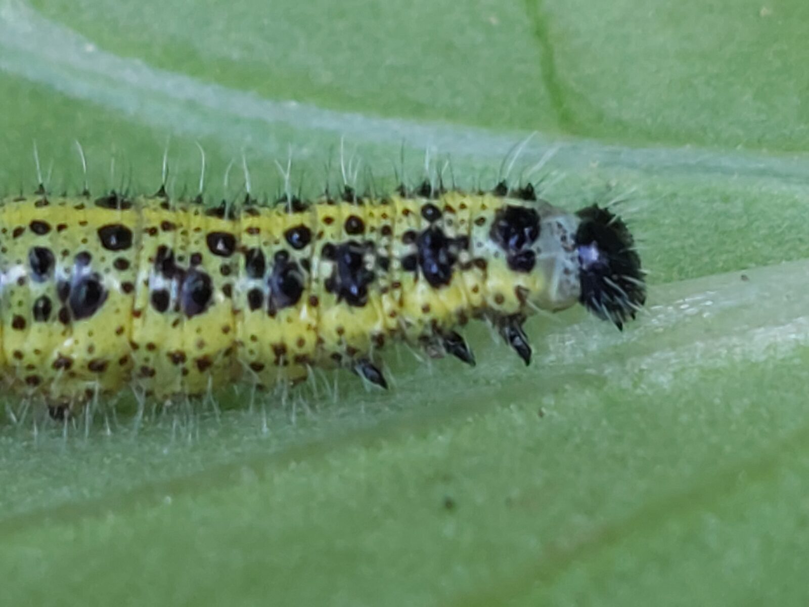 Chenille de piéride du chou sur une feuille de chou