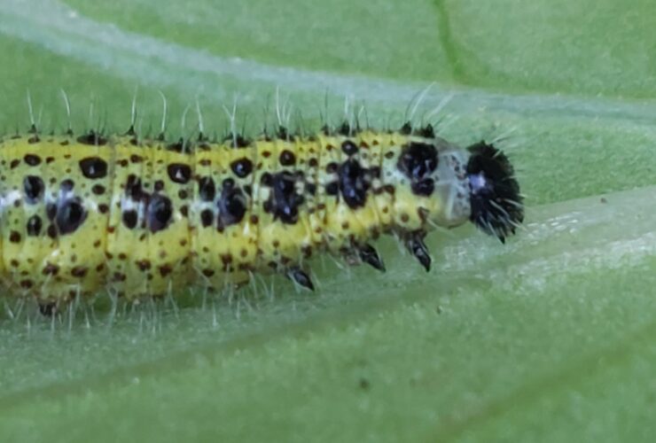 Chenille de piéride du chou sur une feuille de chou